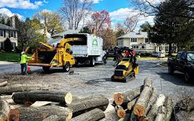 Best Tree Preservation Services  in Ridgewood, NJ