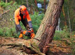 Best Tree Risk Assessment  in Ridgewood, NJ