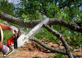 Best Emergency Tree Removal  in Ridgewood, NJ