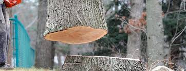 Best Tree Cabling and Bracing  in Ridgewood, NJ