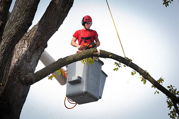 Best Tree Trimming and Pruning  in Ridgewood, NJ